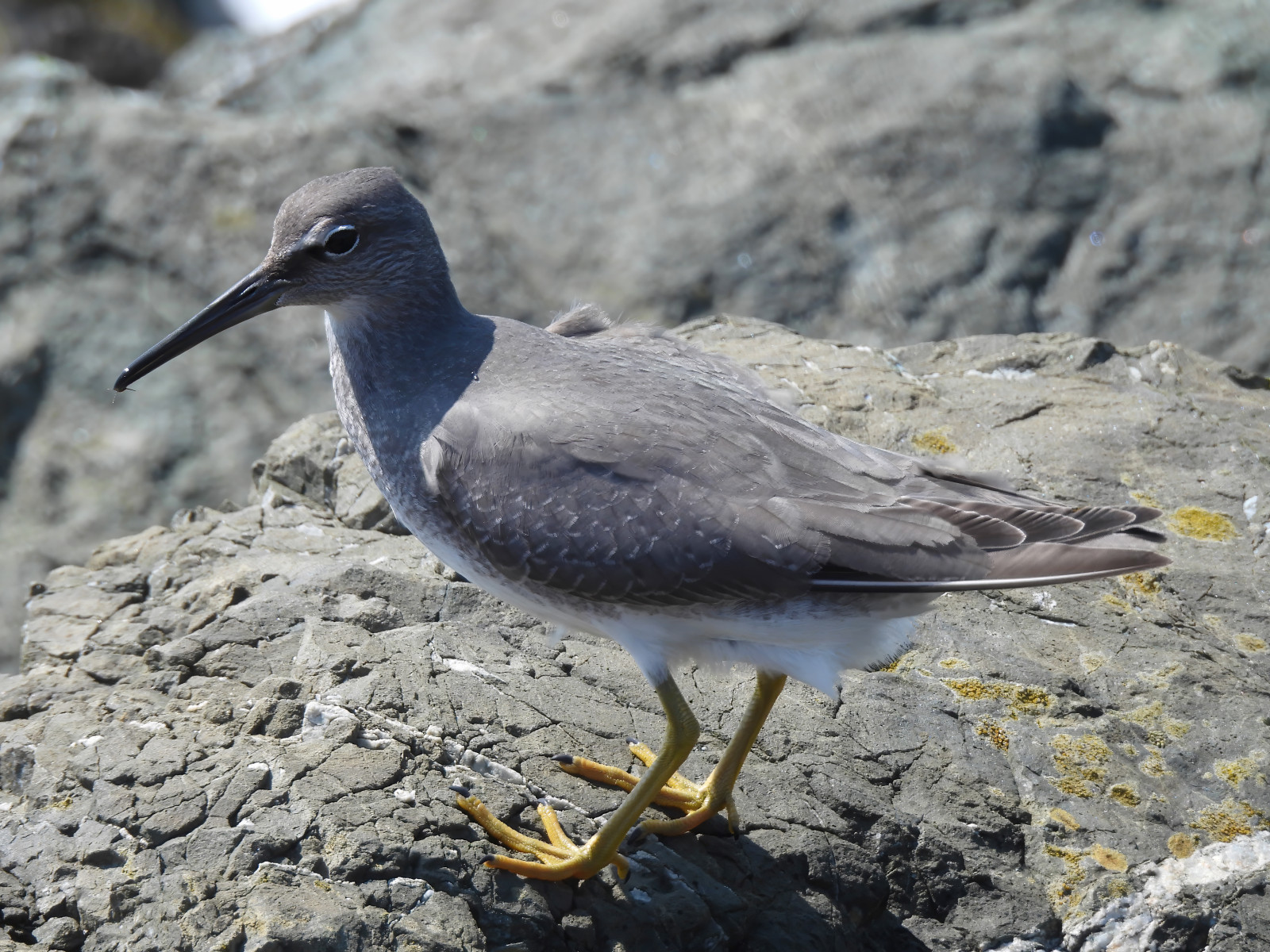 image Wandering Tattler